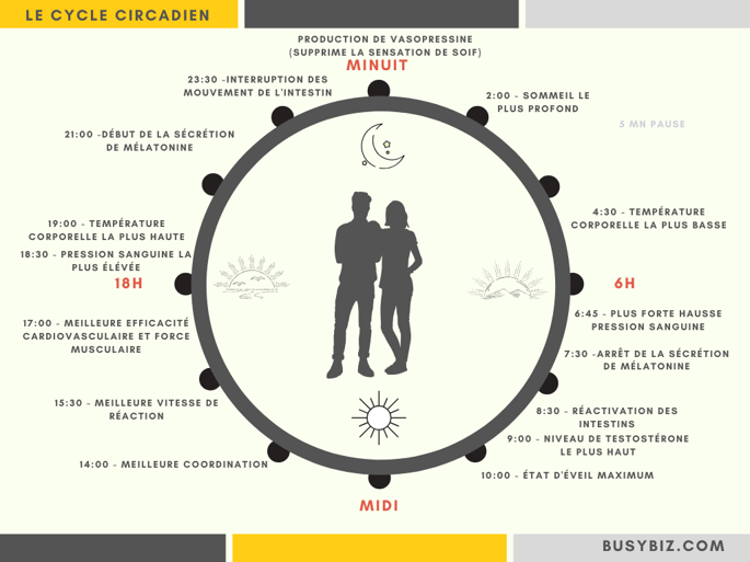 cycle circadien humain